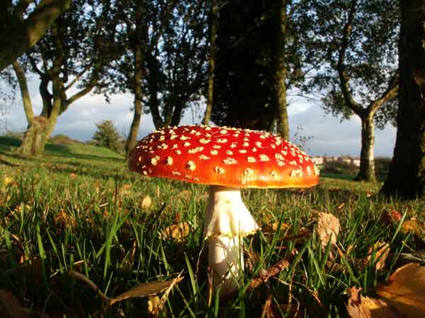 20080723200939-setas.jpg