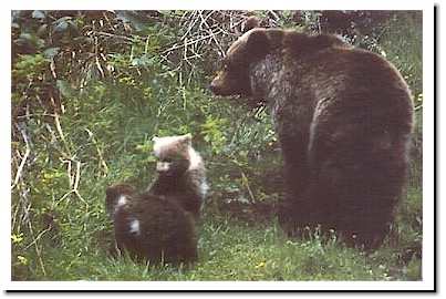 20080908021807-fotosajambre-oso.jpg