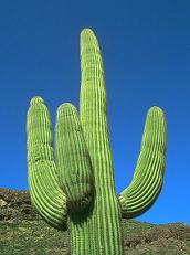 20081023104154-cactus-montanero.jpg