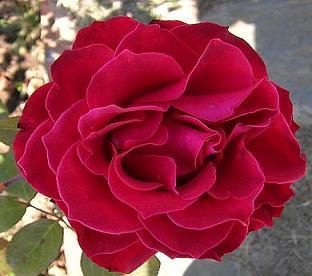 20081211180032-rosa.jpg