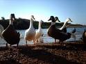 20081220063203-patos.jpg