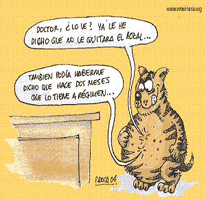 20081222212551-gato.gif