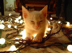 20081224085958-gatito.jpg