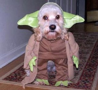 20090101091338-perro1.jpg