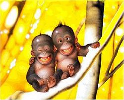 20090102171110-monos-chistes.jpg