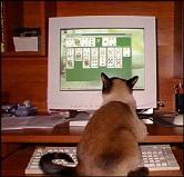 20090108224714-gato-passatempo.jpg