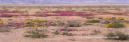 20090129150149-desierto2.jpg