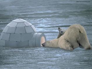 20090223094451-urso-polar-iglu.jpg