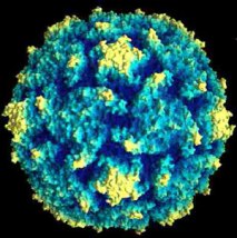 20091026005531-26.10.2009-polio-virus-20tipo-201-20imagen3.jpg