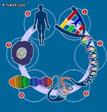 20131022070743-22.genoma.png